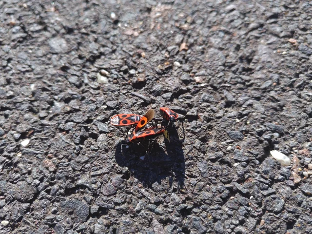 Pyrrhocoris apterus - verőköltő poloska