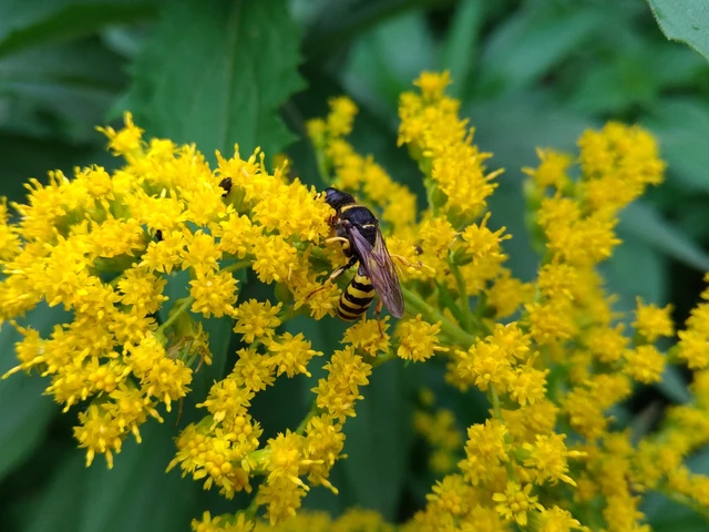 Crabronidae - szitásdarazsak