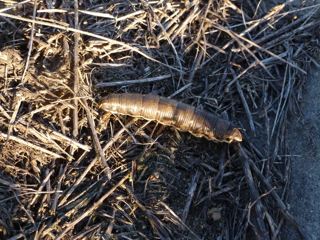Agrius convolvuli - szulákszender