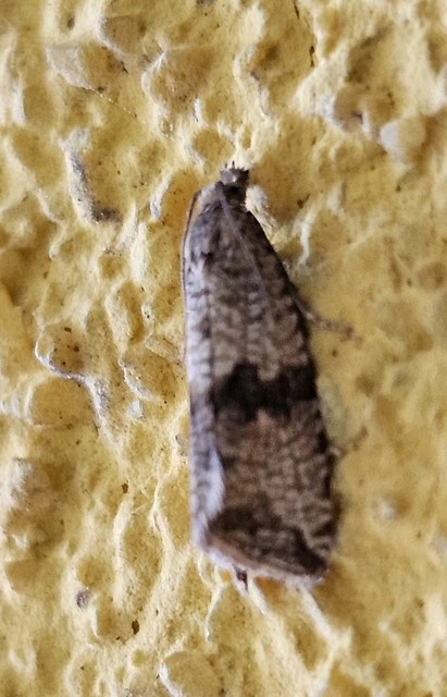 Celypha striana - pitypangfúró tükrösmoly