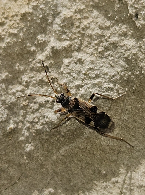 Beosus maritimus - homoki bodobács