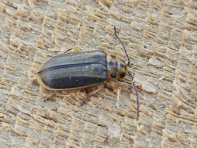 Xanthogalerucella luteola - szilfa-olajosbogár