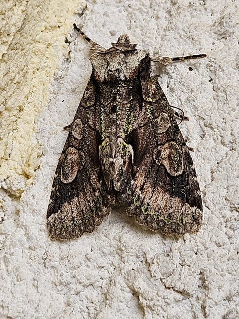 Allophyes oxyacanthae - galagonyabagoly