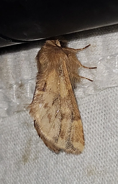 Ptilophora plumigera - tollas púposszövő