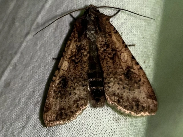 Peridroma saucia - vándor földibagoly