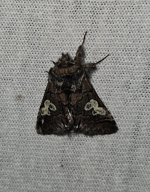Diloba caeruleocephala - őszi kékesbagoly