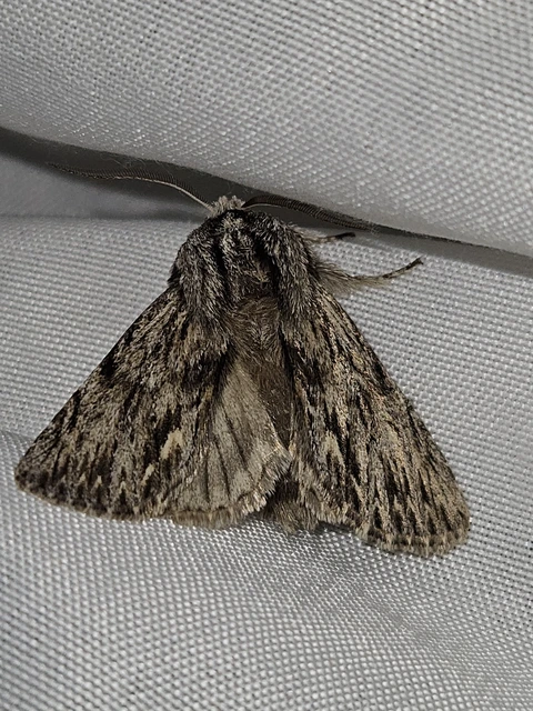 Asteroscopus sphinx - csillagnéző bundásbagoly