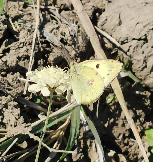 Colias hyale - kéneslepke