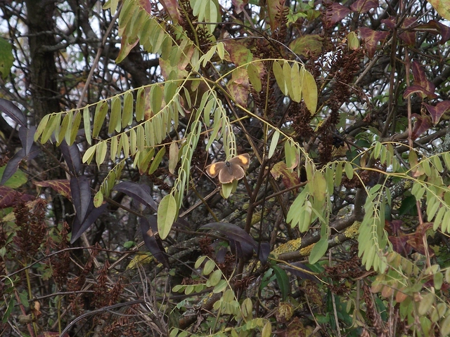 Thecla betulae - nyírfalepke