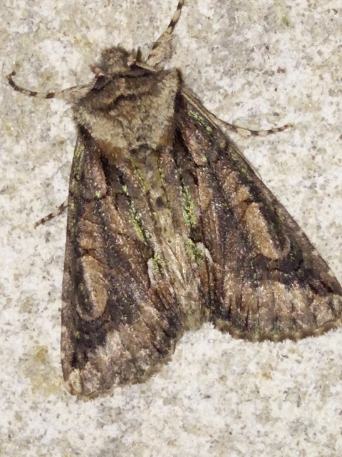 Allophyes oxyacanthae - galagonyabagoly
