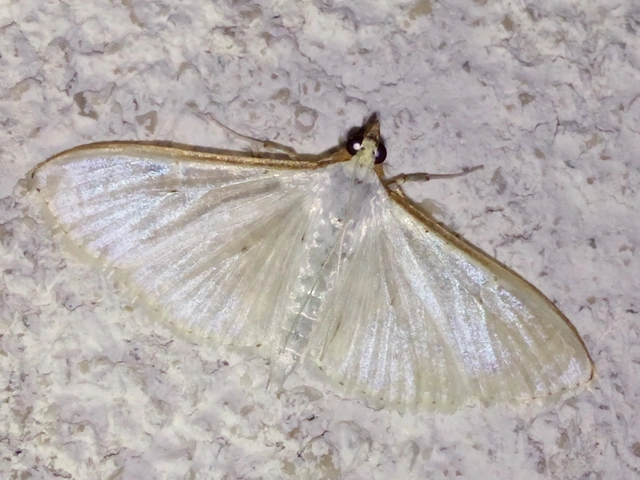 Palpita vitrealis - hófehér tűzmoly