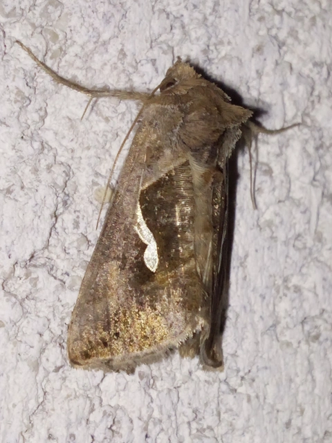 Macdunnoughia confusa - cseppfoltos ezüstbagoly