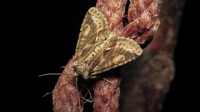 Allophyes oxyacanthae - galagonyabagoly