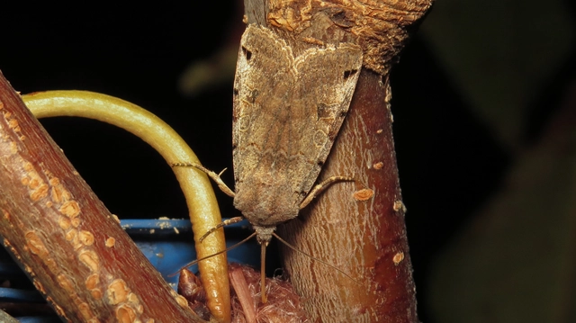 Anchoscelis litura - tarka őszibagoly