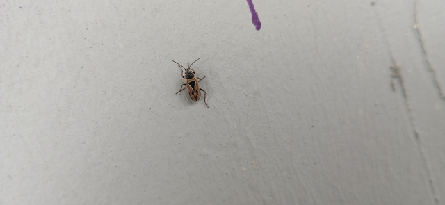 Xanthochilus quadratus - szegélyes díszesbodobács