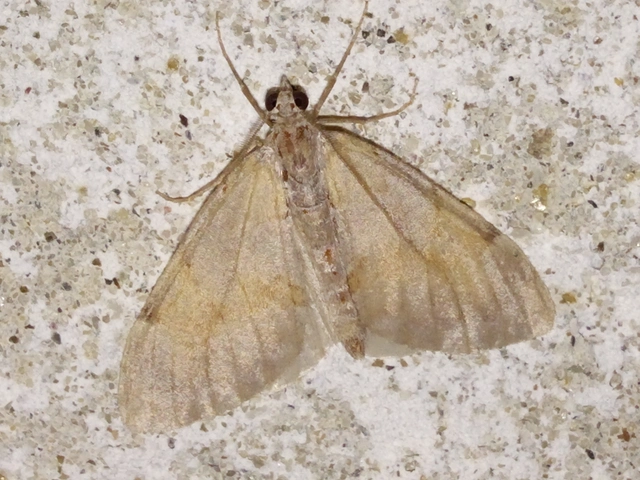 Pennithera firmata - sárgásvörös fenyőaraszoló
