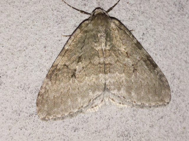 Epirrita christyi/dilutata