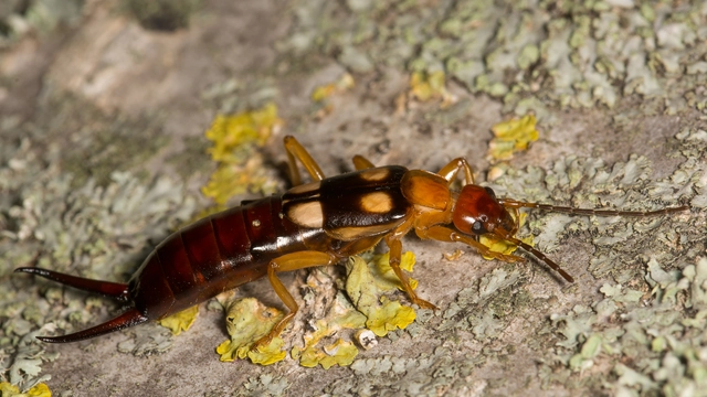 Forficula smyrnensis - szmirnai fülbemászó