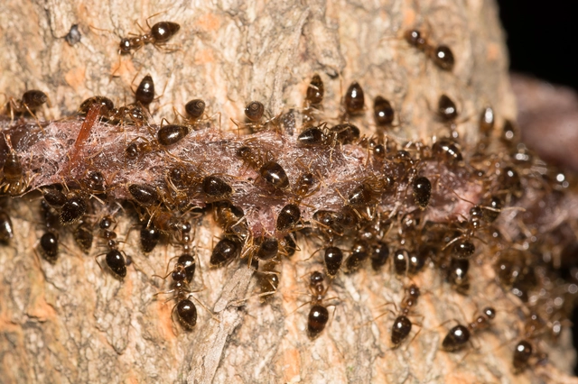 Prenolepis nitens - ragyogóhangya