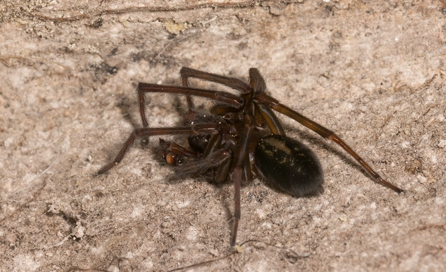 Amaurobius ferox - nagy eretnekpók