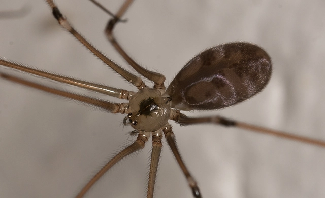 Opiliones - Kaszáspókok