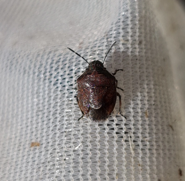 Rubiconia intermedia - bronzos címerespoloska