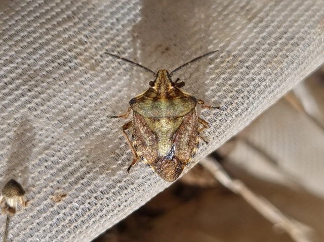 Carpocoris Carpocoris