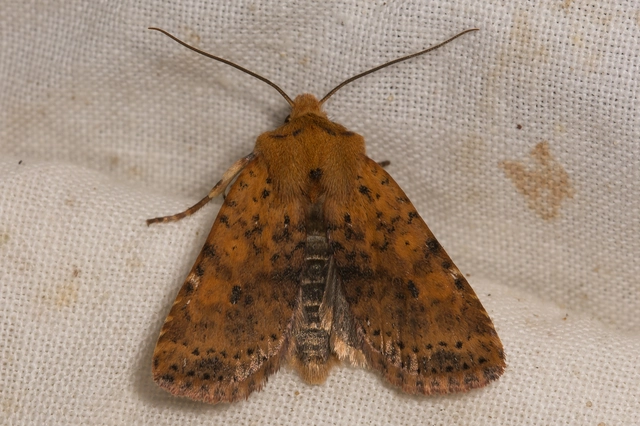 Conistra rubiginea - vörös őszibagoly
