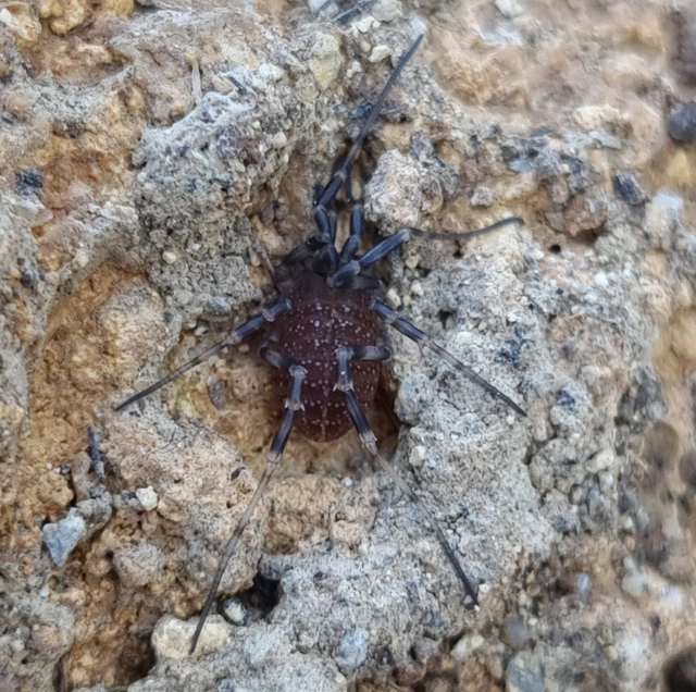 Opiliones - Kaszáspókok