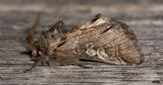 Diloba caeruleocephala - őszi kékesbagoly