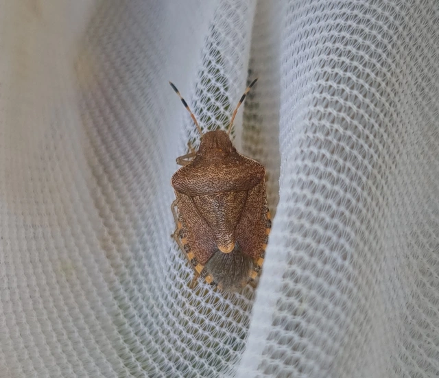 Peribalus strictus - tavaszi címerespoloska Peribalus strictus - tavaszi címerespoloska
