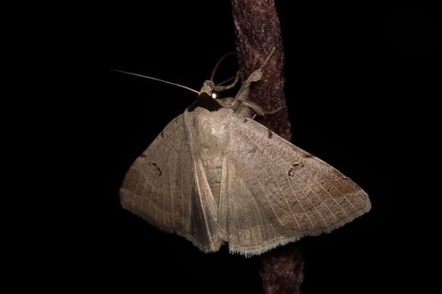 Lygephila craccae - gyakori csüdfűbagoly