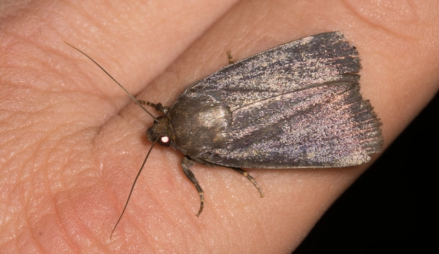 Amphipyra livida - zsírfényű bagoly
