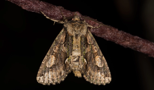 Allophyes oxyacanthae - galagonyabagoly