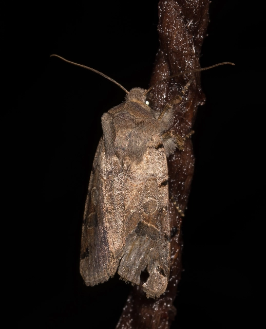 Anchoscelis litura - tarka őszibagoly