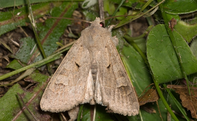 Ammoconia caecimacula - szürke őszibagoly