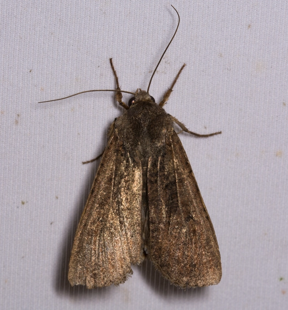 Peridroma saucia - vándor földibagoly
