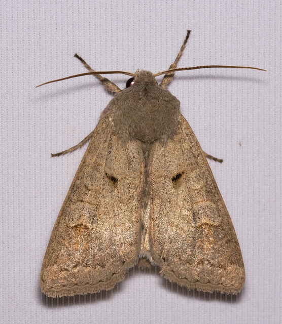 Ammoconia caecimacula - szürke őszibagoly