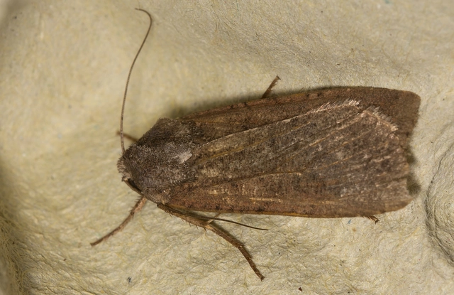 Peridroma saucia - vándor földibagoly
