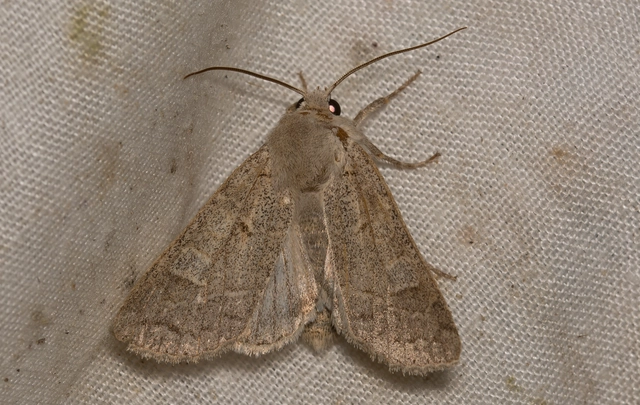 Ammoconia caecimacula - szürke őszibagoly