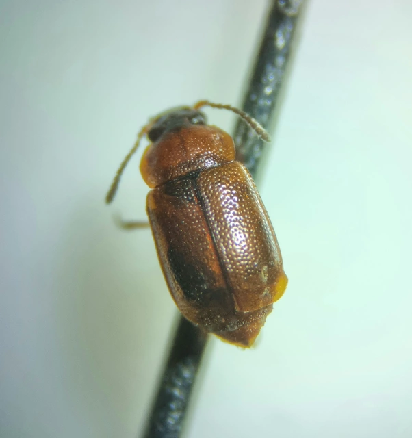 Anthobium atrocephalum - feketésfejű felemásholyva
