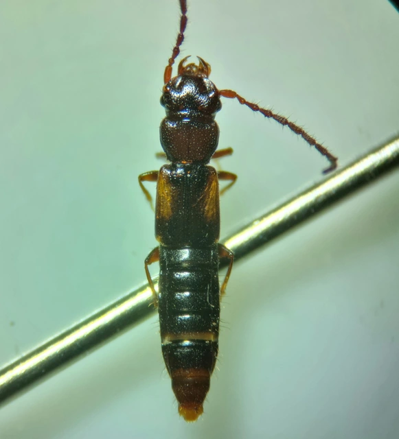 Siagonium humerale - vállfoltos lapholyva