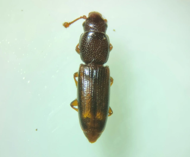 Rhizophagus bipustulatus - kétpettyes törekbogár Rhizophagus bipustulatus - kétpettyes törekbogár