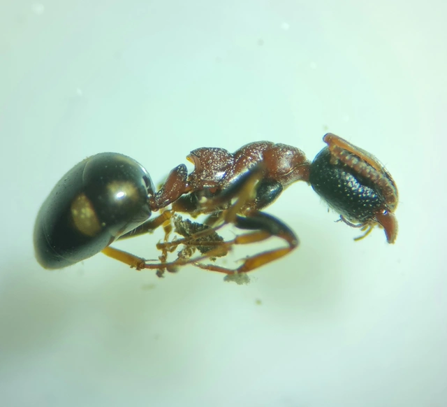 Dolichoderus quadripunctatus - négypettyes erdeihangya