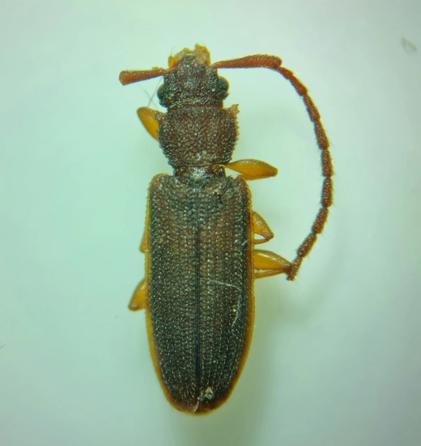 Uleiota planatus - hosszúcsápú fogasnyakú-lapbogár