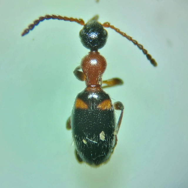 Anthelephila pedestris - hangyaszerű fürgebogár