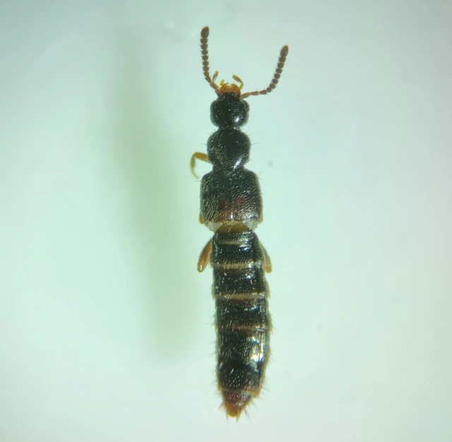 Phloeopora teres - közönséges szúvadászholyva