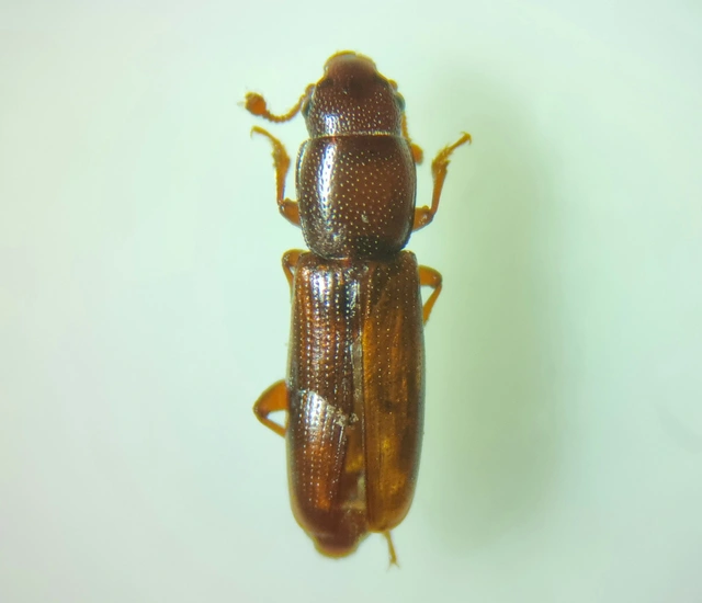 Rhizophagus Rhizophagus
