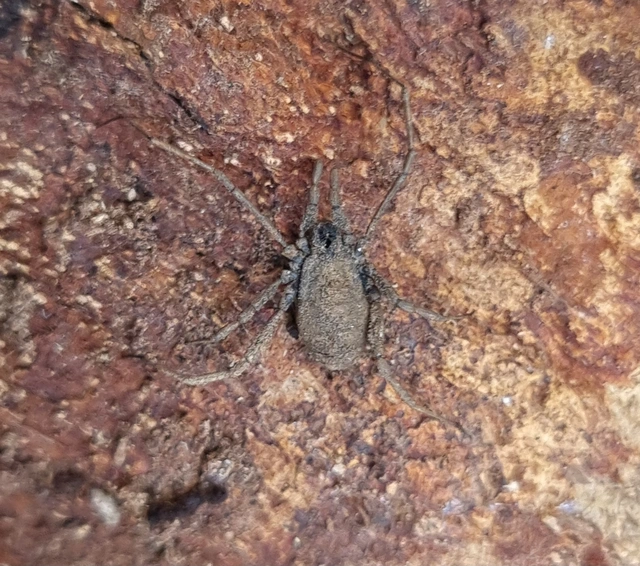 Opiliones - Kaszáspókok