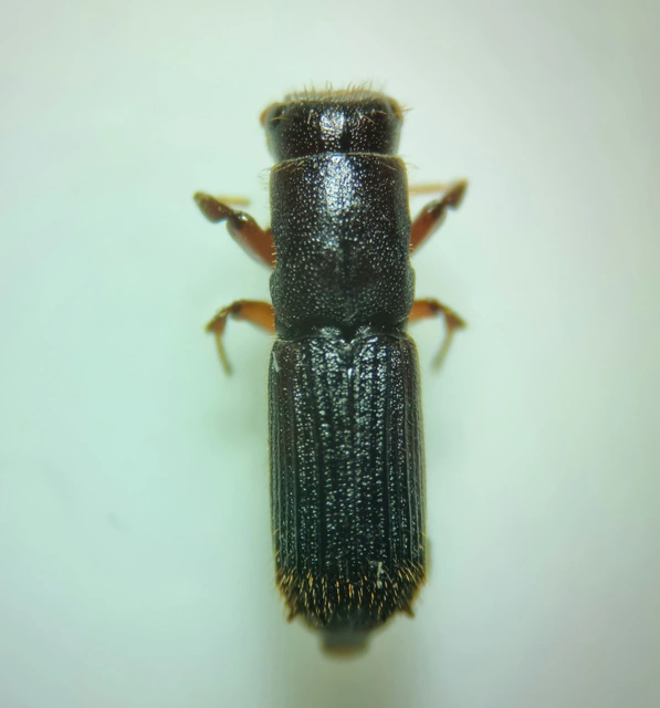 Platypus cylindrus - közönséges hosszúlábúszú